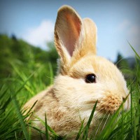 /album/na-kopecku-/photolia-a03-jpg/